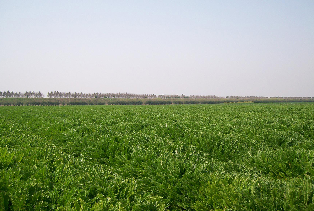 公司基地實(shí)景1.jpg